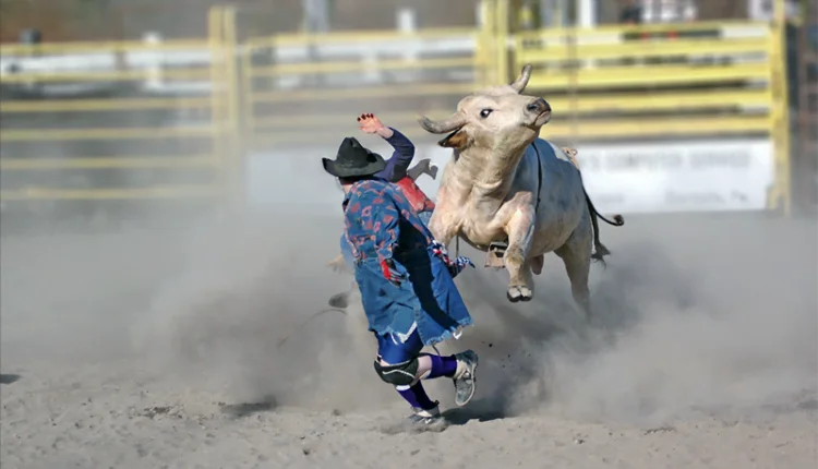 Salva-vidas de Rodeio: anjos da arena que enfrentam o touro para salvar o peão
