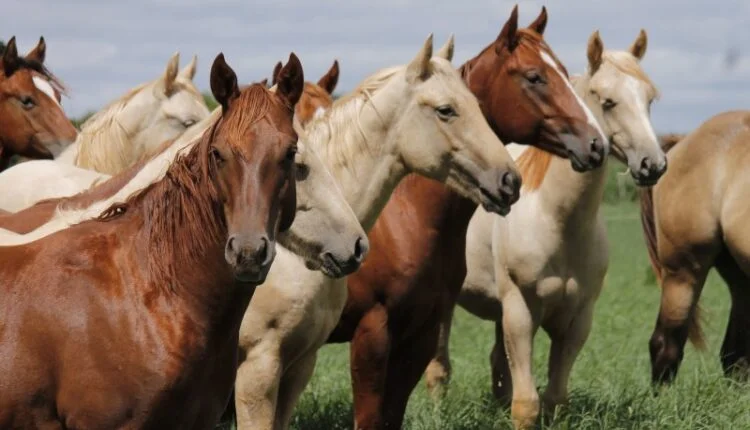 Cavalo Quarto de Milha: O guia completo