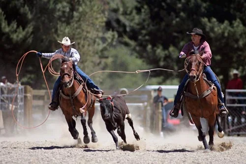 Team Roping: Guia completo