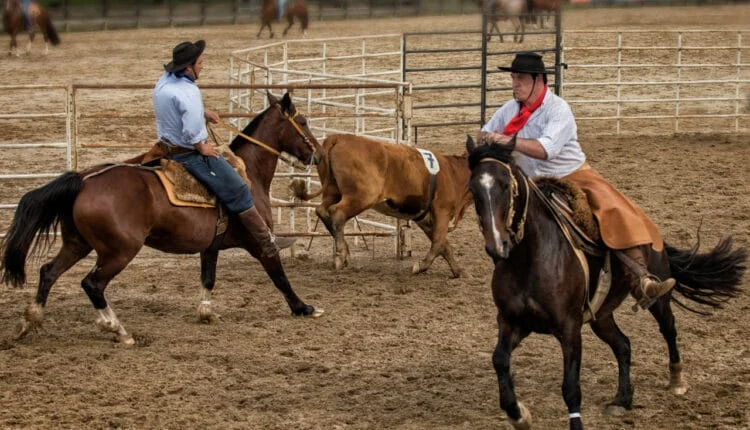 Ranch Sorting: Entenda a prova que está ganhando muitos adeptos no Brasil