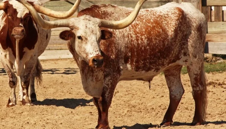 Conheça Mais Sobre O Gado Texas Longhorn