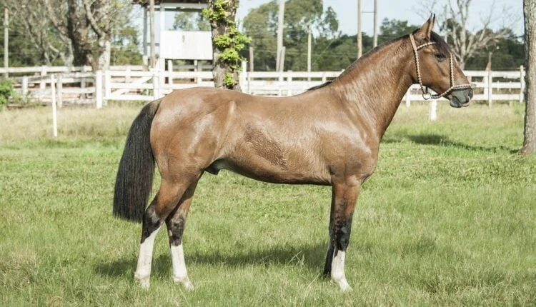 Cavalo Crioulo: Conheça Mais Sobre a Raça Considerada Rústica