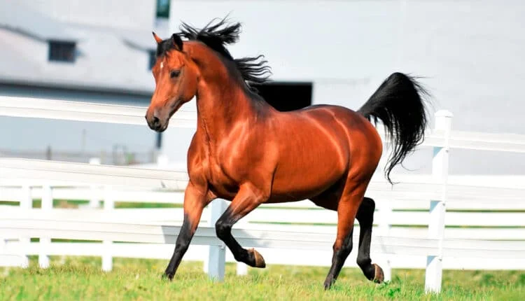 Morgan Horse : Saiba tudo sobre uma das raças de cavalo mais versátil