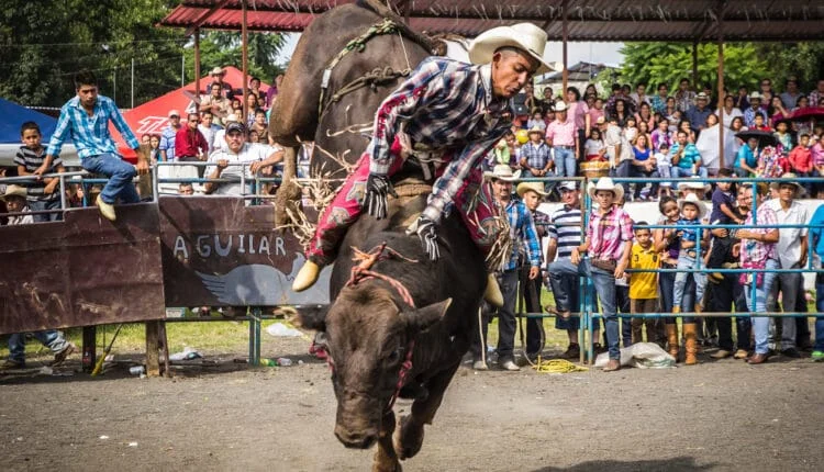 Raças de touro usadas no rodeio