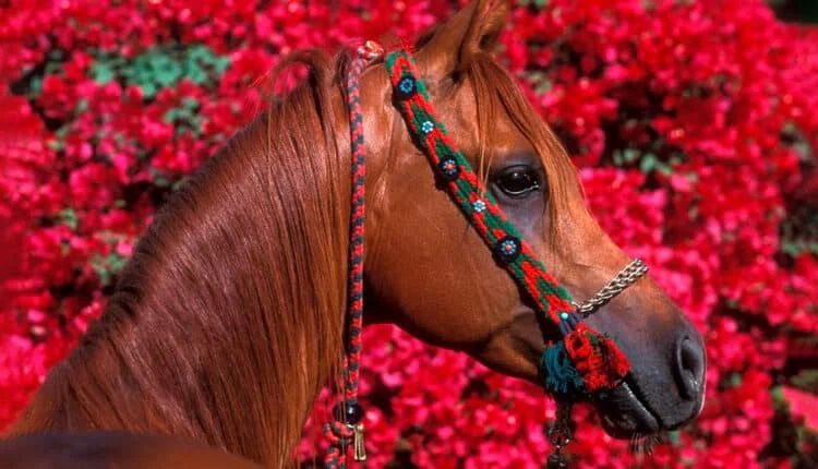 Onde encontrar cavalo árabe? Saiba tudo sobre a raça