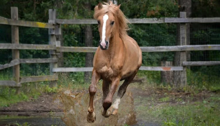 Como saber se o cavalo é bom ou não? Não erre na hora de comprar