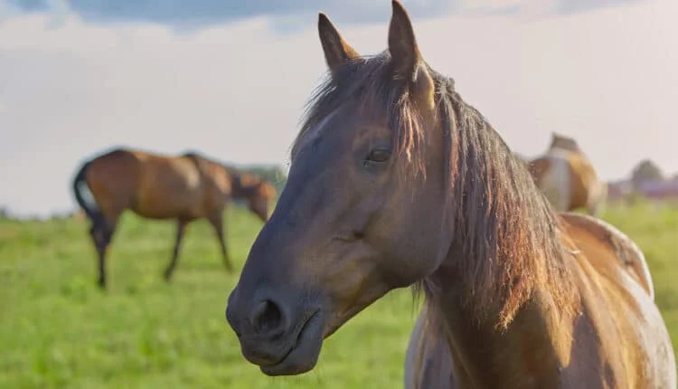 Qual é o cavalo mais resistente do Brasil?