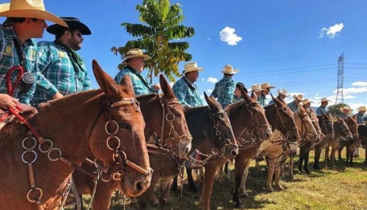 Quem são os muladeiros?