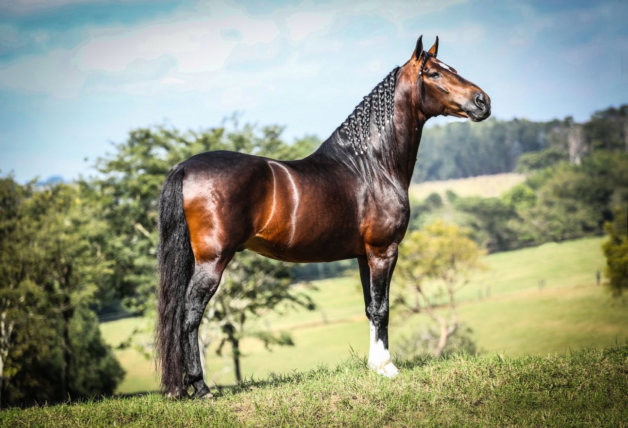 Cavalo Mangalarga: Descubra os Tipos e Sua Importância no Mundo Country