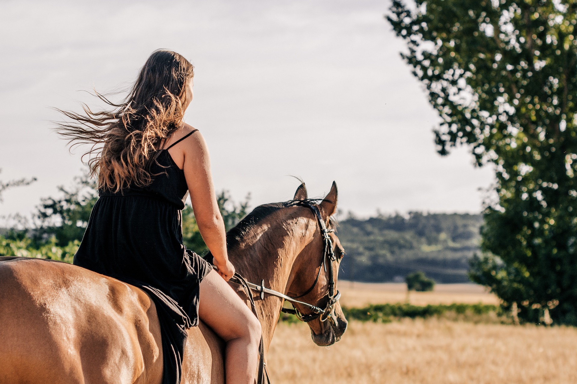 Explorando o Mundo do Cavalo Quarto de Milha: Guia Completo para Iniciantes